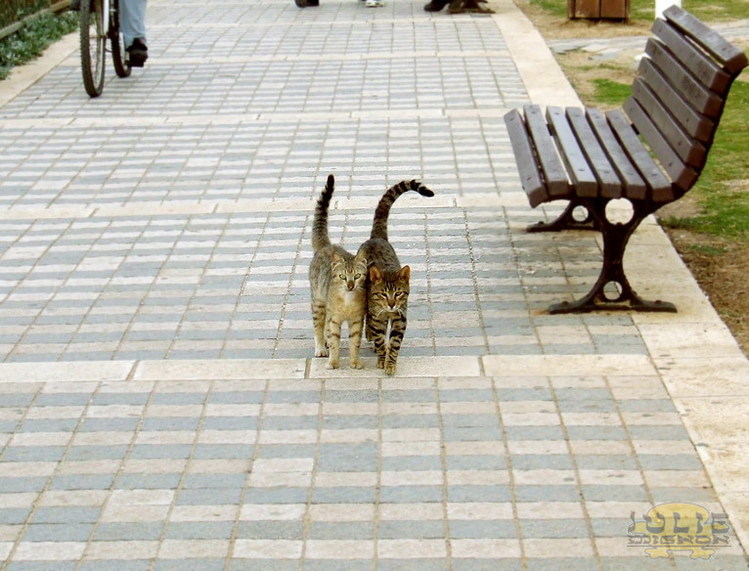 Сводишь погулять. Кошка гуляет. Коты гуляют. Два кота гуляют. Кот на прогулке.