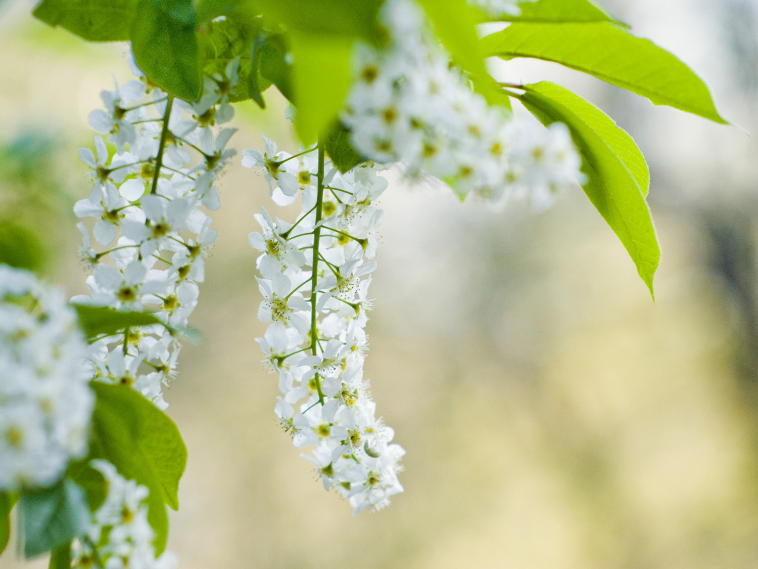 Белая черемушка. Черемуха белая растение. Весенние цветы черемуха. Черемуха цветет.