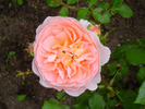 [+] ?- Abraham Darby