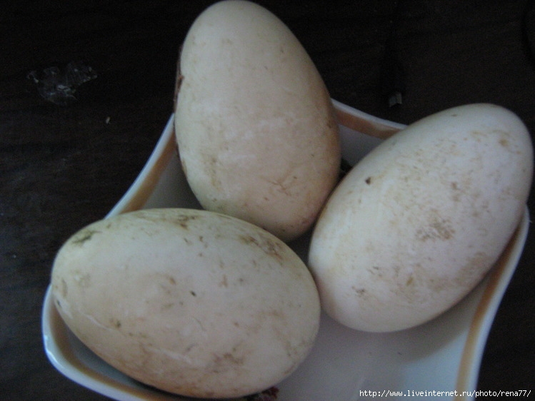 Купить брянских кур. Гусиные яйца. Яйцо подкладное гусиное. Французские яйцо утки. Яйца похожие на гусиные.
