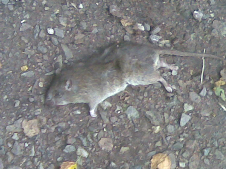 К чему снится женщине дохлая мышь. Крыса дохлая в мусорке. Дохлая мышь в новостройке. Дохлые крысы на водохранилище Андроповского района.