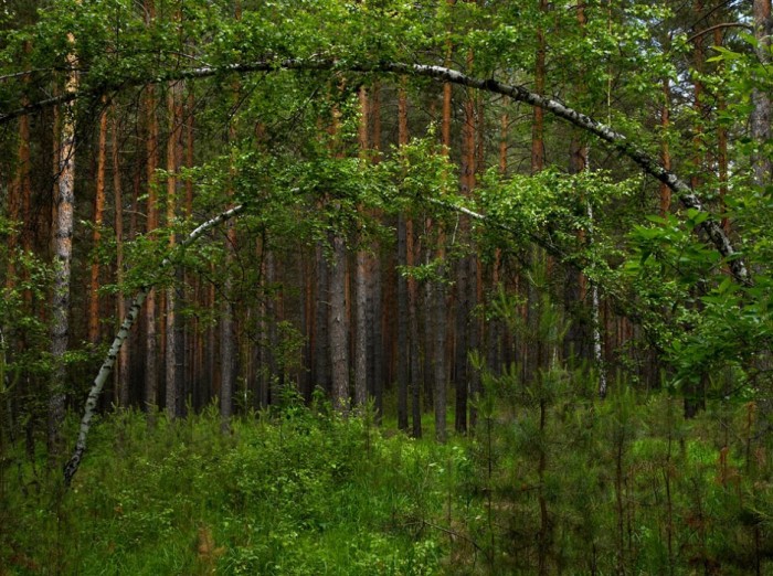 Фото как выглядит тайга