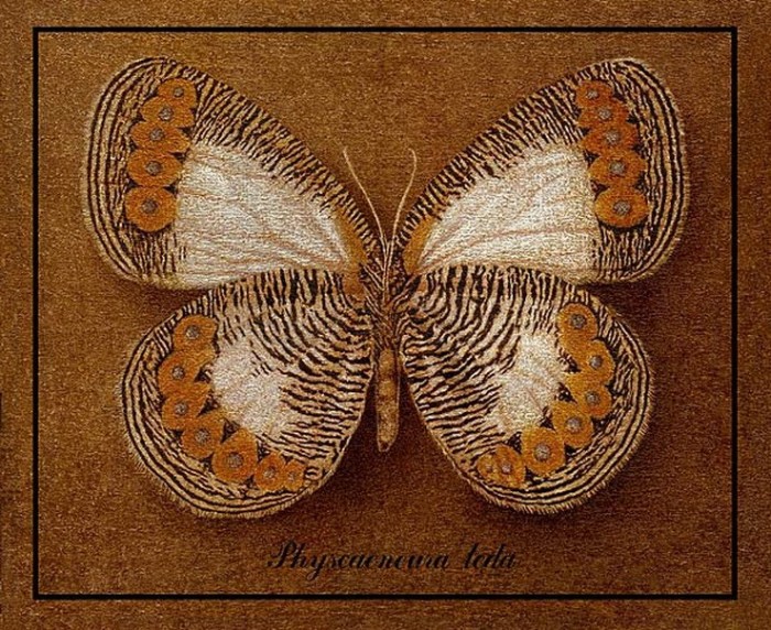 PHYSCAENEURA LEDA. 2000  .