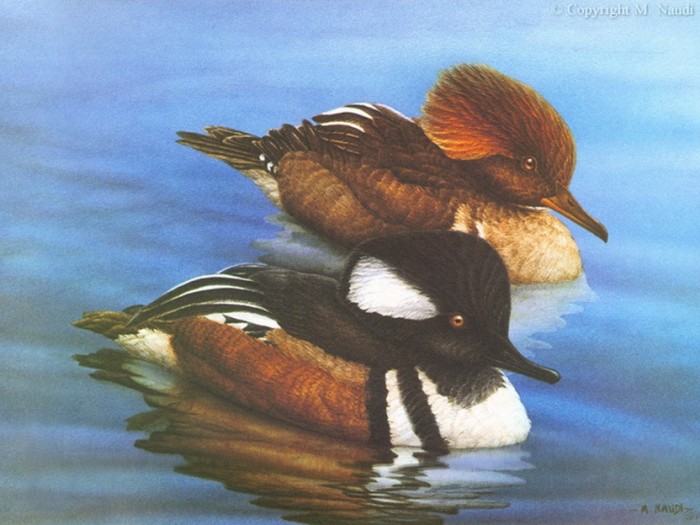 Hooded Mergansers