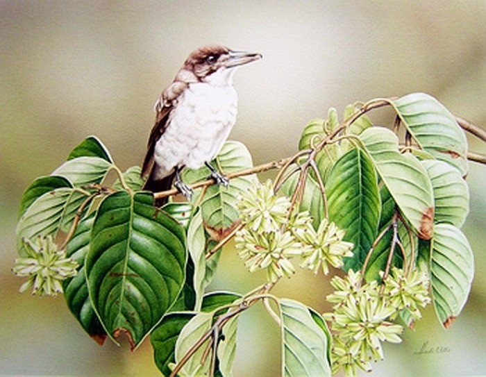 Butcherbird'