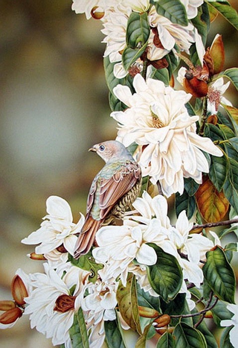 Female Satin Bowerbird'