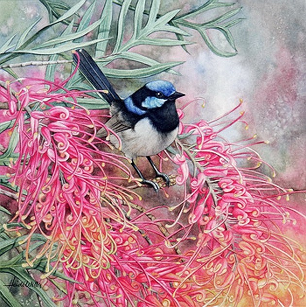 Blue Wren and Grevillea'