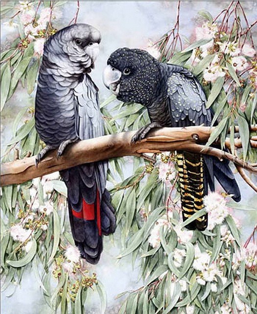 'Black Cockatoos'