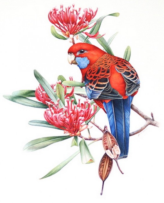 Crimson Rosella'