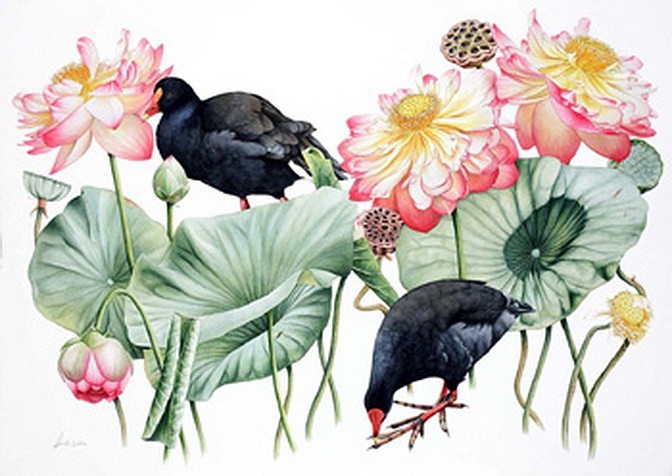 'Sacred Lotus and Dusky Moorhens'