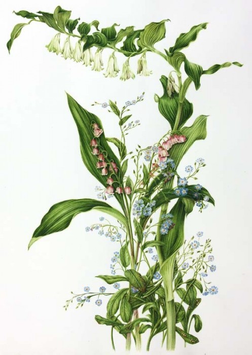 Convallaria majalis ‘Rosea’,Myosotis scorpioides, Polygonatum commutatum