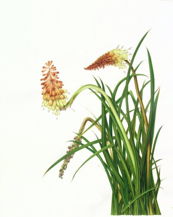 Kniphofia uvaria