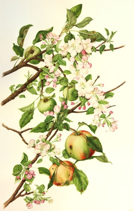 Malus pumilus