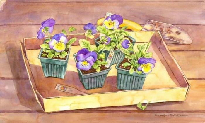 Pansy Tray