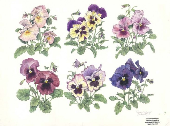 Six Pansies