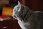 Посмотреть все фотографии серии кошка Николь
