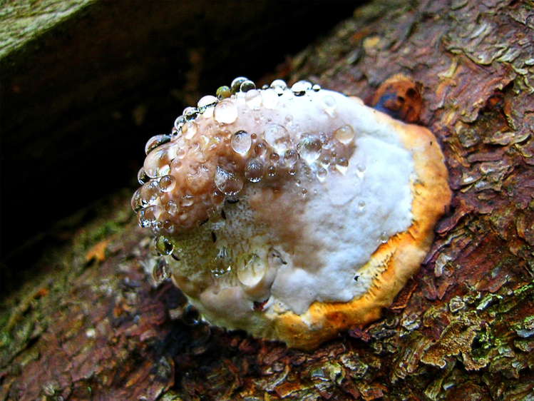 Йог-Сотот : LiveInternet - Российский Сервис Онлайн-Дневников