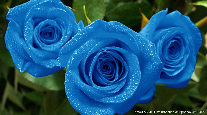 роза капли синяя rose drops blue бесплатно