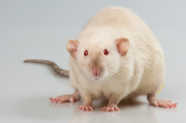 Декоративная крыса сиамская фото