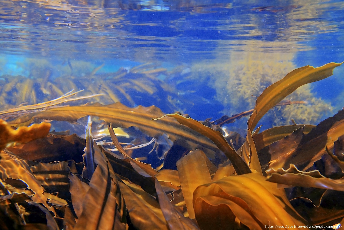 Морской ламинария бурая водоросль