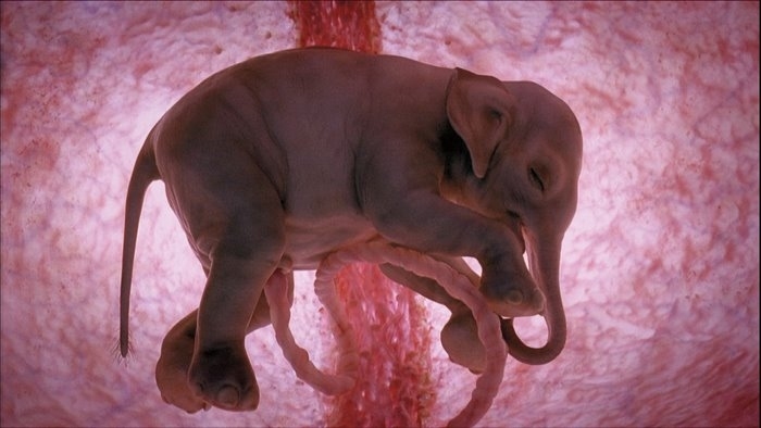  p 4-5An Asian elephant fetus after 12 months in the womb. Pioneer Productions/David Barlow