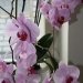Орхидея. Очень красивая и  любимая! Цветет второй год без перерыва. Я не знала что так бывает!