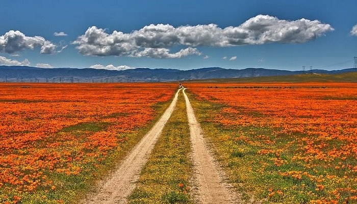 s way through millions of poppies outside the Antelope Valley Poppy Reserve in Lancaster, California. The poppies usually bllom in March and last around a month with peak time being in late March / Early April. On this day  got lucky with some nice clouds