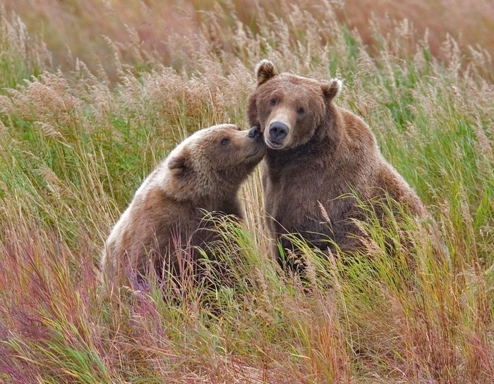 Brown Bears (Sow And Mature Cub), Brooks River, Katmai National Park And Preserve, Alaska