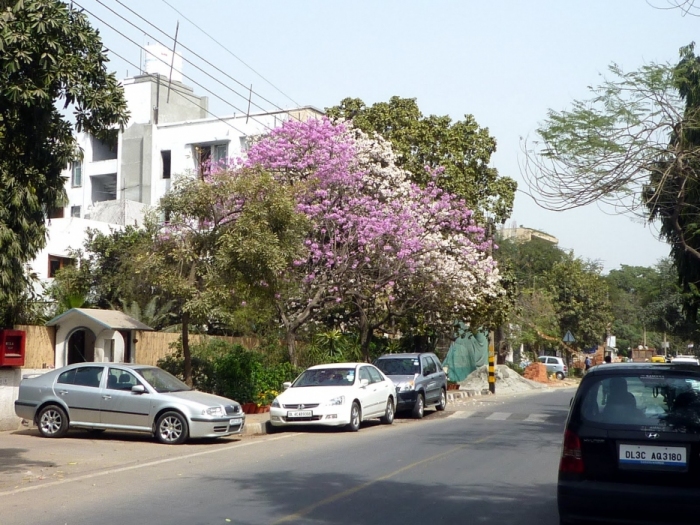 Bi-Colour Magnolia Flower in Delhi