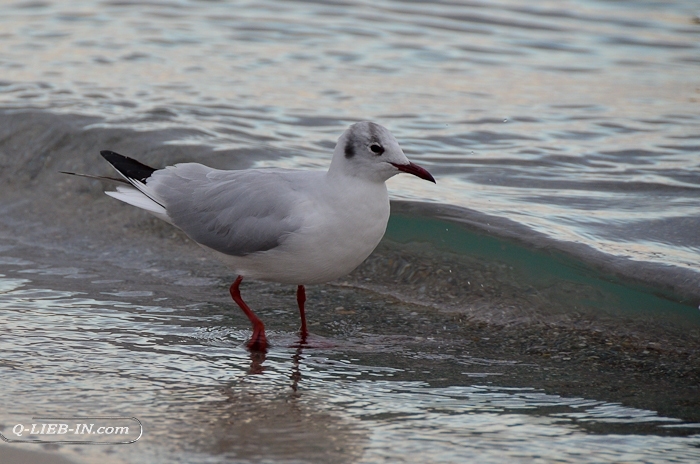 seagull