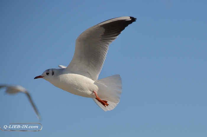 seagull jonathan livingston