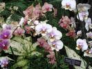 Посмотреть все фотографии серии Еще орхидеи