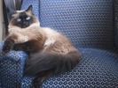 Посмотреть все фотографии серии Мой кот Сеня.