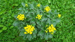 [+] ?- ?  (Chrysanthemum pacificum)