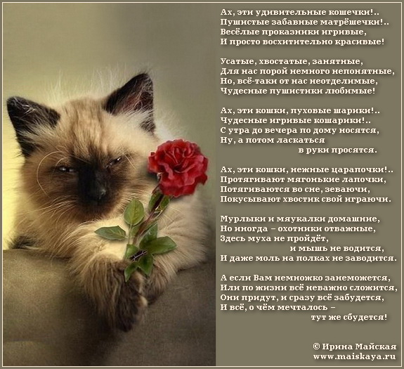 Стих про кота