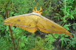 Посмотреть все фотографии серии Бабочки