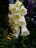 Посмотреть все фотографии серии цветы, лето 2012 (3)