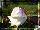 Посмотреть все фотографии серии Розы