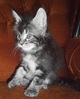     Maine Coon