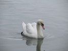 Посмотреть все фотографии серии Лебеди