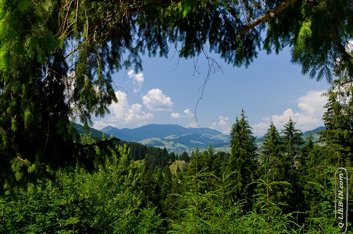 TV screen - Nature chanel )