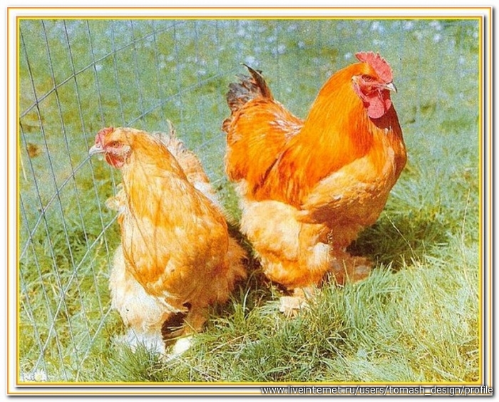 Фото курочек и петушков и цыплят