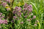   - Origanum spp.  -  ()  - oregano