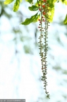 More close-up of the flowers