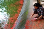 Picking fallen flowers 