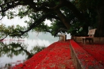 Fallen flowers on the lake side