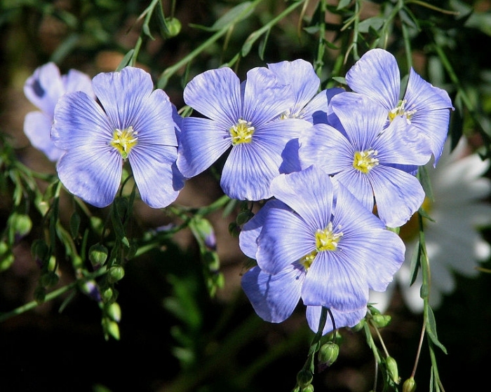˸ (. L?num) —      (Linaceae). []          ,     .   .    ,        ,   ;  .  —  ,        ,    .  .       ˸    ,     — ˸ ,   (Linum usitatissimum L.) —      ( ) ;    30  60 ,    , ,  ,  ;     ,  ;  , ;       ;  , ;     ,  , ,  ,  (   )  ,  .   ˸    ,   ,    , — .     ,       (, ,  ).            ,      .     ,    ,    ,    4   .   2   ,  :         ,    ,   —        —    .  ,   ,    ,     ,   .               ,    .             .         10 ,     ˸ (L. flavum L.) —      ,    ,      .    L. grandiflorum Desv.,    .    :             ,               ,      (, , ),   (,  ),    -  ,     ,     ,     .       ,     .       ,      ,    .  ,            -          , -,    :       ,    .  ,  ,    , ,        ,       -           ,   .   
