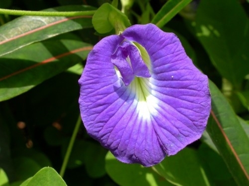 (. Clitoria)(. Butterfly Pea)